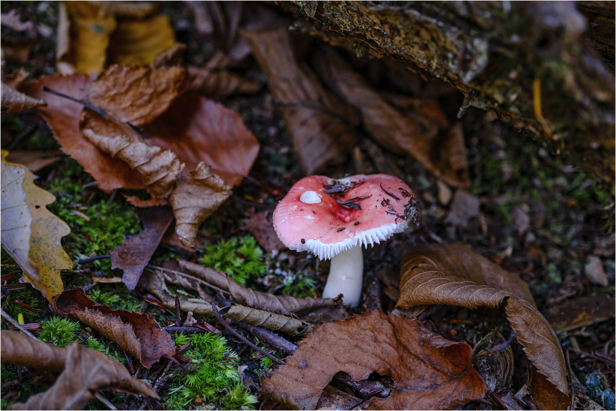 Gidez Reed A Russula in Autumns Embrace Nature   Botanical   Class A 20251022